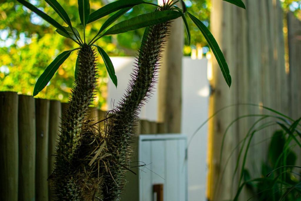 Vila Pati Caraiva Ngoại thất bức ảnh